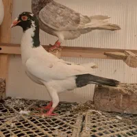 کفتر پرشی جفتگاه رنگه المانی