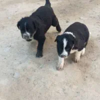 توله سگ قدرجونی|سگ|اصفهان, سرشبادران|دیوار