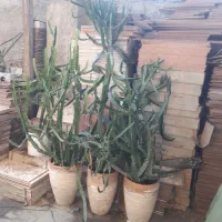کاکتوس اره ای