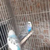 مرغ عشق|پرنده|سرایان, |دیوار