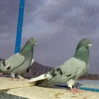 کبوتر