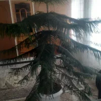 گل کاج|گل و گیاه طبیعی|گلپایگان, |دیوار