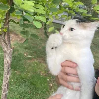 واگذاری گربه رایگان