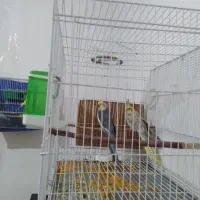 نروماده عروس هلندی به ضمانت تخم وجوجه