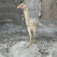 فروش مرغ نجات دار و زات خوب|حیوانات مزرعه|چاه ورز, |دیوار