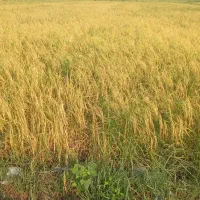 برنج هاشمی درجه یک|خوردنی و آشامیدنی|صومعه‌سرا, |دیوار