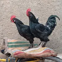 خروس مرندی|حیوانات مزرعه|میان جلگه, |دیوار