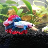 آکواریوم خلیج فارس|ماهی|ملایر, |دیوار