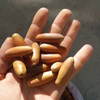 بلوط جنگلی|خوردنی و آشامیدنی|بانه, |دیوار