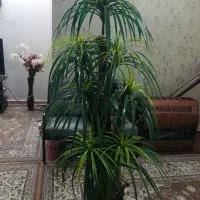 نخل مصنوعی|گل مصنوعی|مشهد, حجاب (شهرک غرب)|دیوار