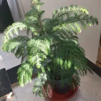 گلدان های گل|گل و گیاه طبیعی|اسلام‌شهر, شهرک مفیدی|دیوار