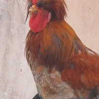 دو عدد خروس سلطان زیبا و بالغ