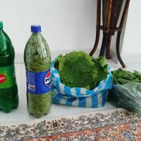 برگ مو برا  دلمه