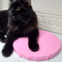 گربه ماده فحل اماده جفت گیری