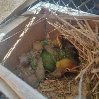 جوجه طوطی برزیلی سرلاکی