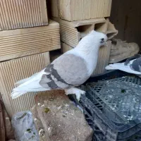 دوتا نر دوبالی