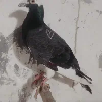 کفتر پرشی|پرنده|راز وجرگلان, |دیوار