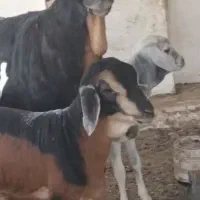 گوسفند و ثلال|حیوانات مزرعه|هندیجان, |دیوار