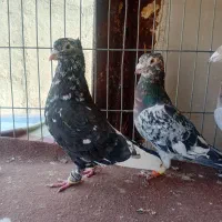 دوتا سار کاکولی نر و یک مامی کرمانی نر|پرنده|مشهد, فریزی|دیوار