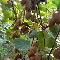 فروش کیوی درجه یک|خوردنی و آشامیدنی|گتاب, |دیوار