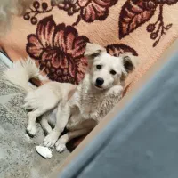 اشپیتز ماده