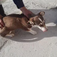 سگ پاکوتاه|سگ|مراغه, |دیوار