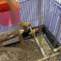 فنچ گلدین  ۲ جفت|پرنده|خوی, |دیوار