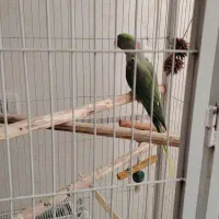 شاه طوطی اسکندراصل وعروس هلندی دستی ومینا|پرنده|اصفهان, گلستان|دیوار