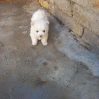 پامر خرسی سفید