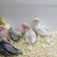 جوجه عروس سرلاکی