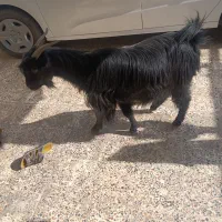 فروش و معاوضه بز و کهره|حیوانات مزرعه|دوگنبدان, |دیوار