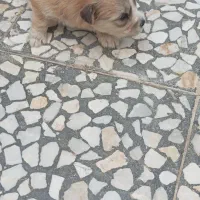 سگ شیتزوکراس ریزعروسکی اپارتمانی|سگ|نجفآباد, حومه نجف آباد|دیوار