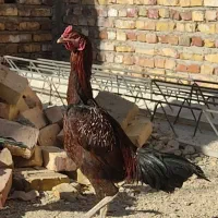 خروس لاری جوان اصل|حیوانات مزرعه|سراوان, |دیوار