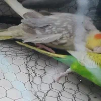 عروس هلندی|پرنده|فاضل آباد, |دیوار