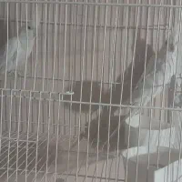 عروس هلندی جفتکار  جوانه تازه جفتگیری کردن