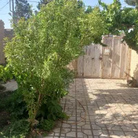 خونه ی اجاره ای|اجارهٔ خانه و ویلا|بسطام, |دیوار