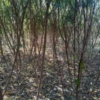 نهال هلو و شلیل|خدمات باغبانی و درختکاری|بندر گز, |دیوار