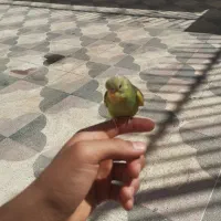 پرنده مرغ عشق کاملا دستی