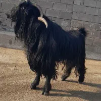 بعده(پازن) فروشی