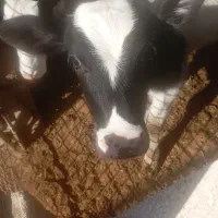 گوساله ۴ ماهه