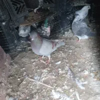 کفتر دونه ۲۰۰تومن