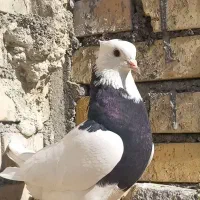 دوتا کبوتر کم کردم طوقی ماده سیاه و سفید نر