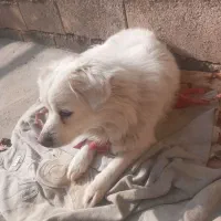 سگ ماده روباهی|سگ|اسلام‌‌آباد غرب, |دیوار