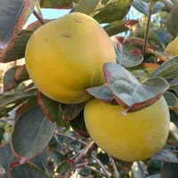 خدمات باغبانی