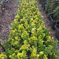 انواع نهال های ممتاز پیوندی و اصلاح شده