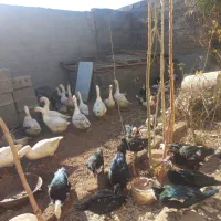 غاز نرواردک روسی نروخروس