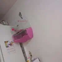 عروس|پرنده|مشهد, طبرسی شمالی|دیوار