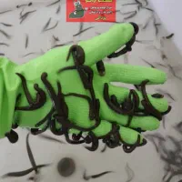 زالو طبی و آرایشی