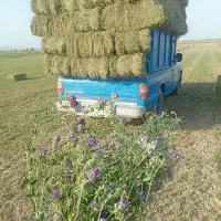 یونجه|خدمات باغبانی و درختکاری|سیرجان, |دیوار