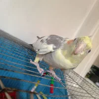 عروس هلندی